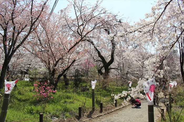 42桜苑を進む