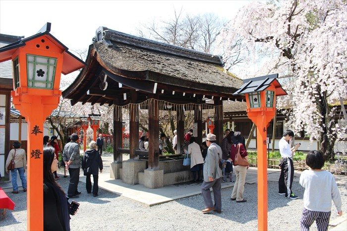 15魁桜と手水舎