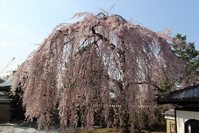 10枝垂れ桜