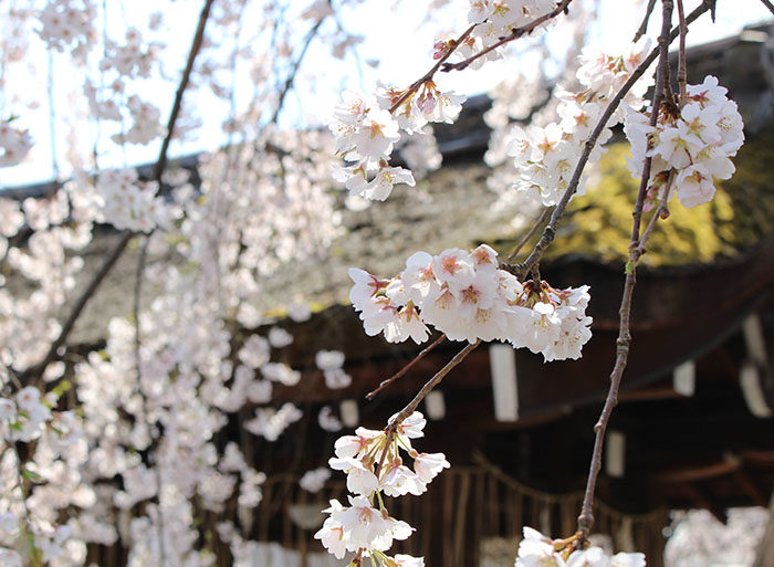 17魁桜アップ