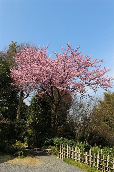 5高台寺の桜(縦)