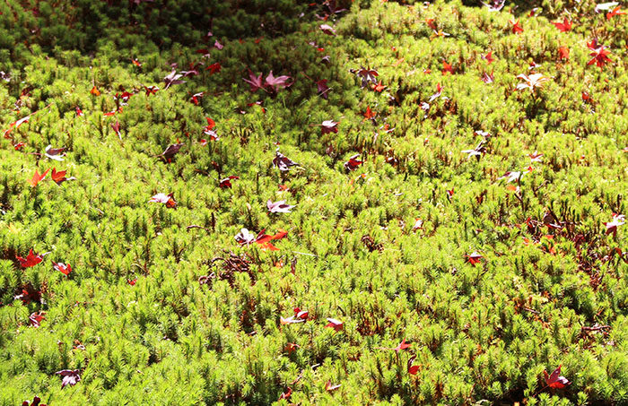 11苔と紅葉