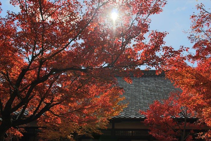4建仁寺大書院の屋根と紅葉