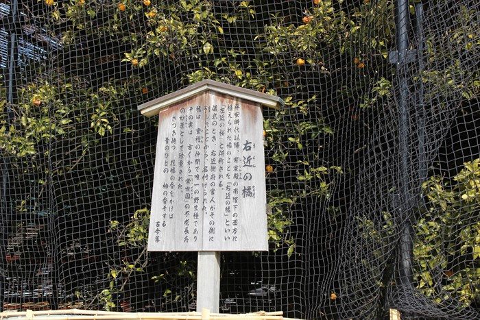 24.右近の橘