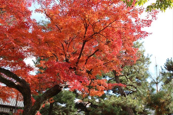 45きれいな見頃の紅葉
