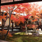 2建仁寺の紅葉:潮音庭南側2