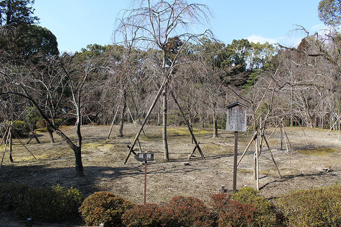 31.入ってすぐの枝垂桜