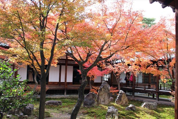 44建仁寺の紅葉の見頃