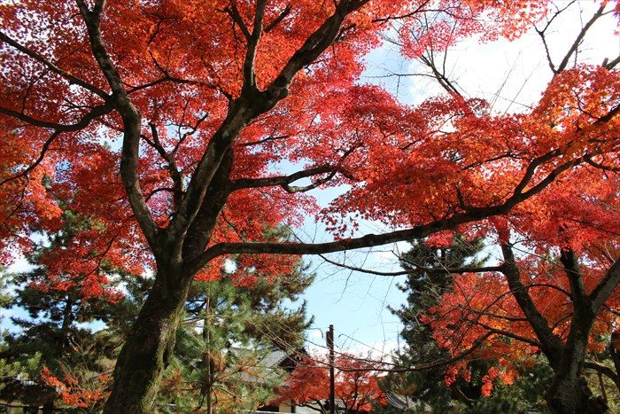 23建仁寺境内の紅葉