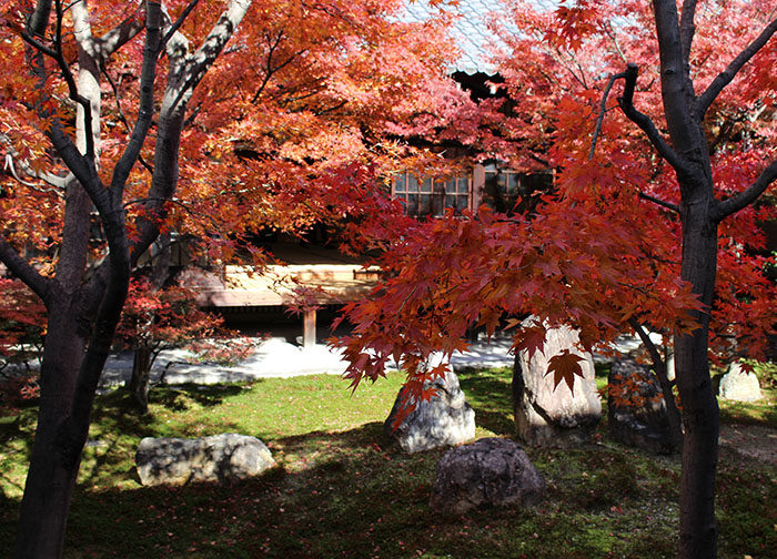 3建仁寺の紅葉：潮音庭南側3