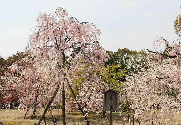 31.入ってすぐの枝垂桜2(開花時期)