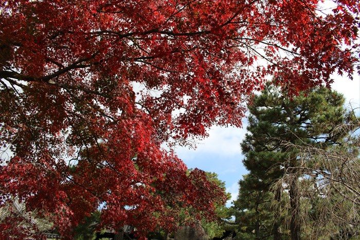 24建仁寺境内の紅葉