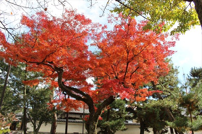 22ハート型の紅葉