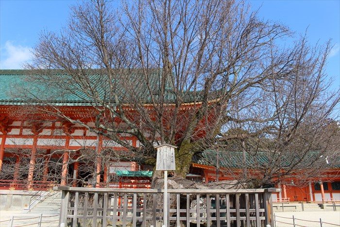 23.左近の桜