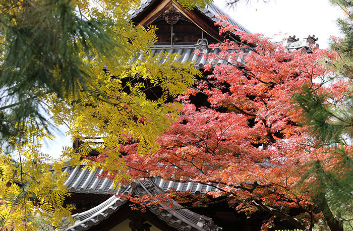 18三門屋根と紅葉