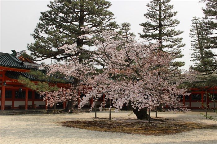 47.応天門東側の桜は散りかけでした