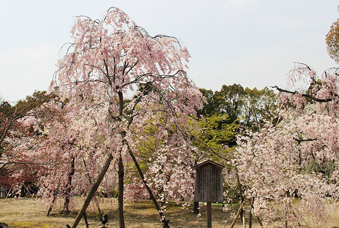 11.神苑入ってすぐ正面