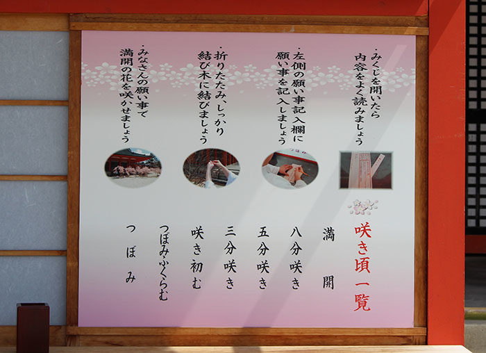 ８.桜みくじのやり方