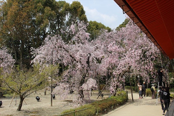 12.神苑入ってすぐ右手