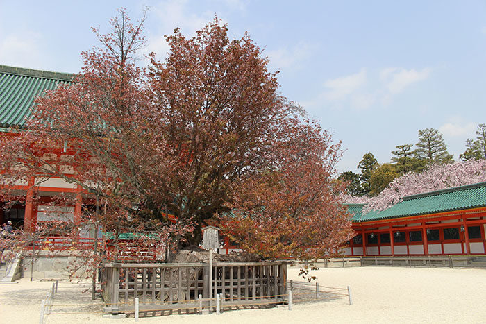 ９.左近の桜は散ってました‥2