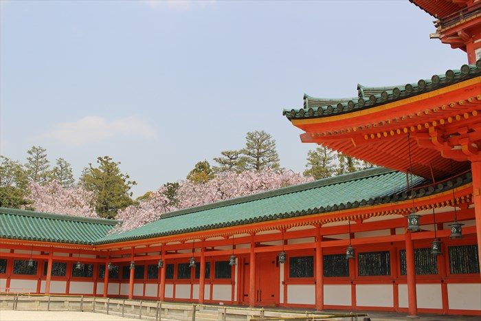 45.蒼龍楼と桜