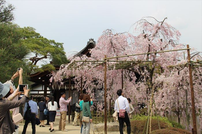 37.尚美館前のしだれ桜には人がいっぱいです