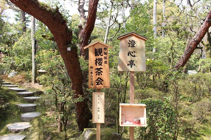 20.澄心亭で観桜茶会をやっていました
