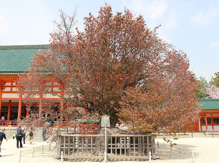９.左近の桜は散ってました‥