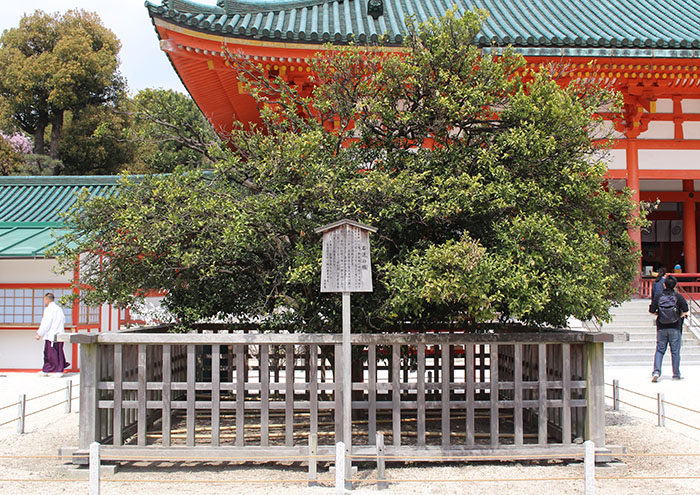 10.右近の橘