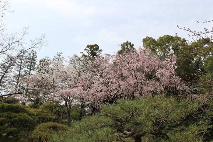 26.松と桜