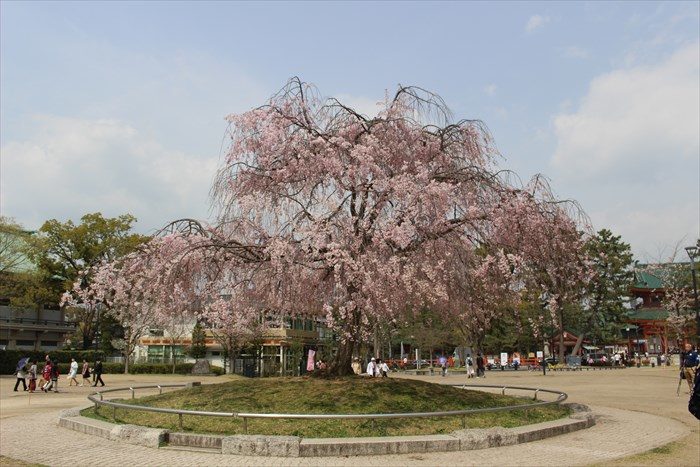 3.神宮道沿いの公園のしだれ桜