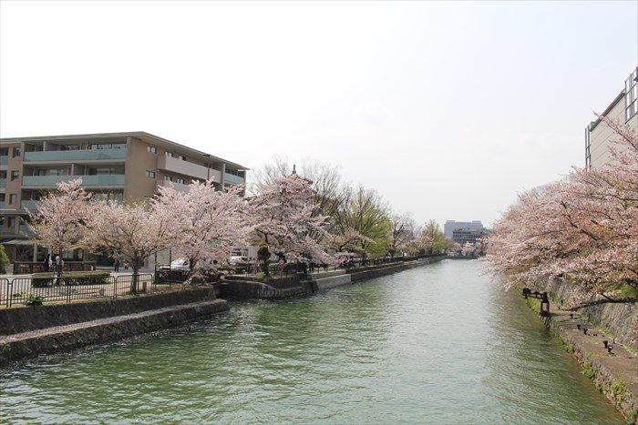 50.帰り道、鴨東運河(おうとううんが)の桜