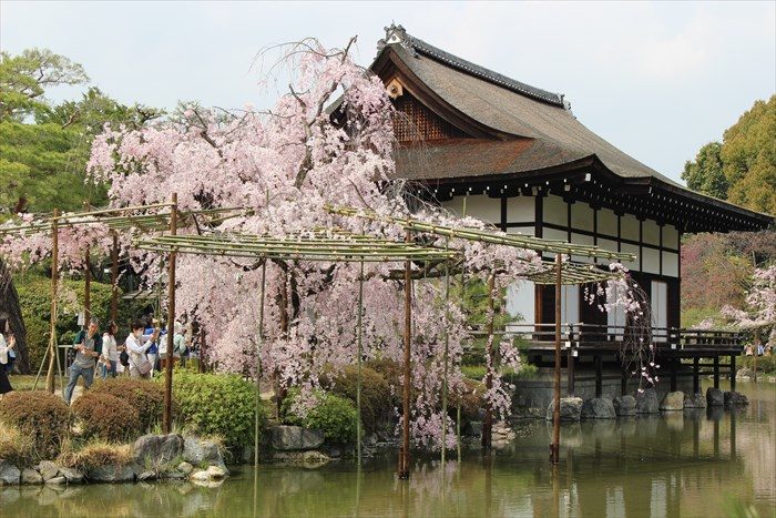 35.尚美館としだれ桜2
