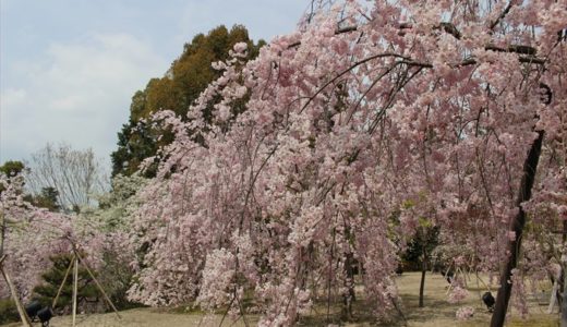 平安神宮の桜が満開♪例年の見ごろはいつ？