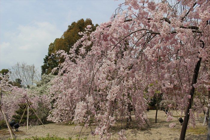 14.南神苑