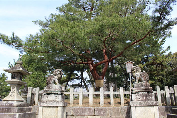 3.影向松（ようごうのまつ）