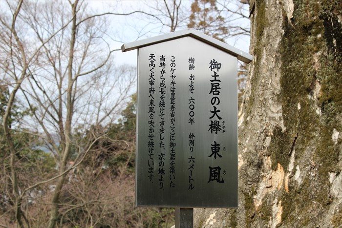 20.大ケヤキ立て札