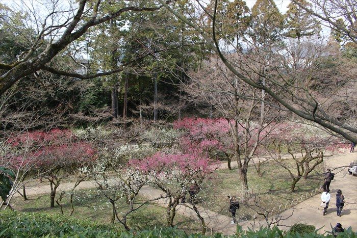 0-2梅苑側から御土居の梅林を見下ろす