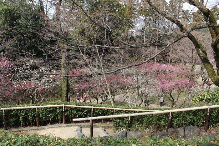 0-0.梅苑から階段を下ると御土居の梅林