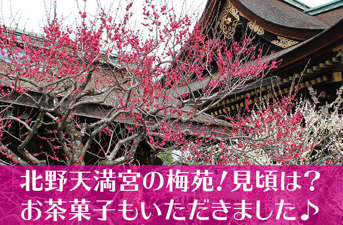 北野天満宮の梅苑 見頃はいつ お茶菓子もいただきました 京都をぶらり お寺 神社 御朱印のブログ