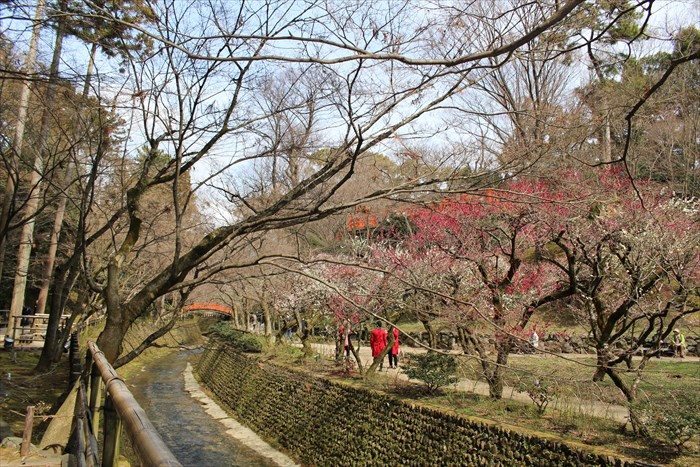 6.川の向こう側に梅が見えます