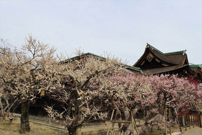 7.庭園側から三光門を望む