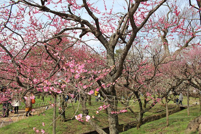 北野天満宮の梅苑 見頃はいつ お茶菓子もいただきました 京都をぶらり お寺 神社 御朱印のブログ