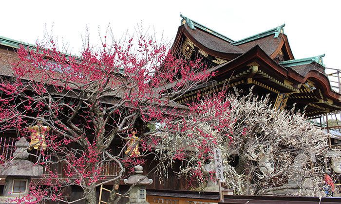 8.庭園側から、三光門と紅白の梅