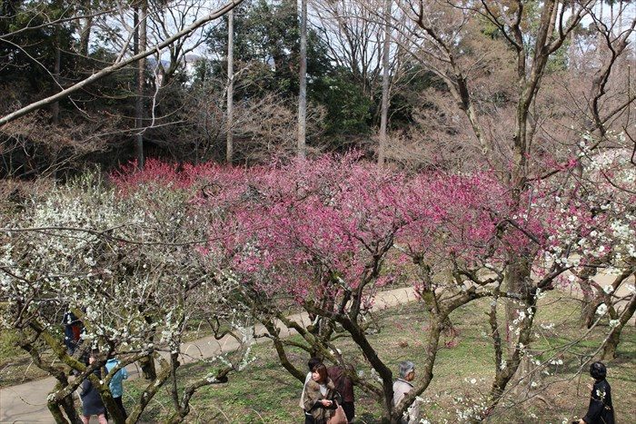 0-3.御土居の梅林