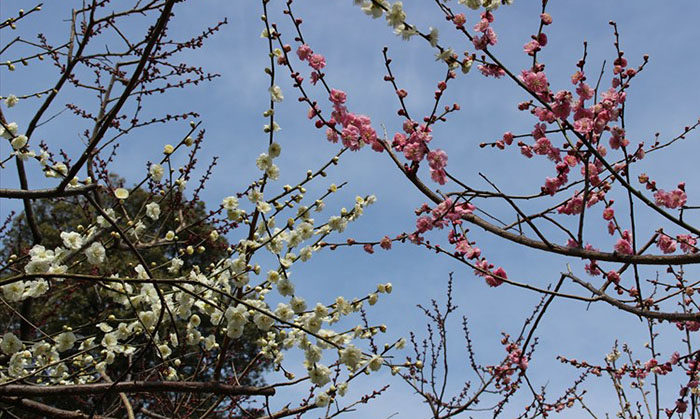 7.空と紅梅、白梅の枝