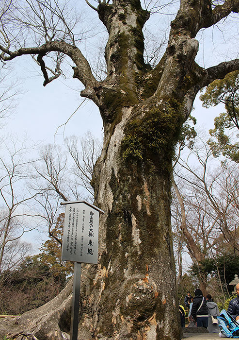 21.大ケヤキ