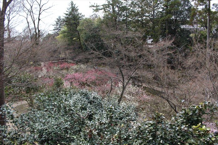 22.高台の舞台から、御土居、梅