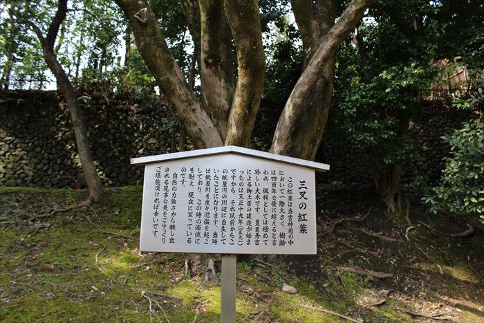 7.三叉の紅葉立て札