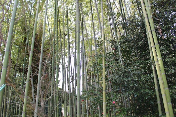 4.竹林